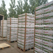 China garlic manufacturer